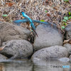 いつもの公園「ズボッ」（カワセミ）（１）