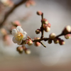 梅見頃（４）