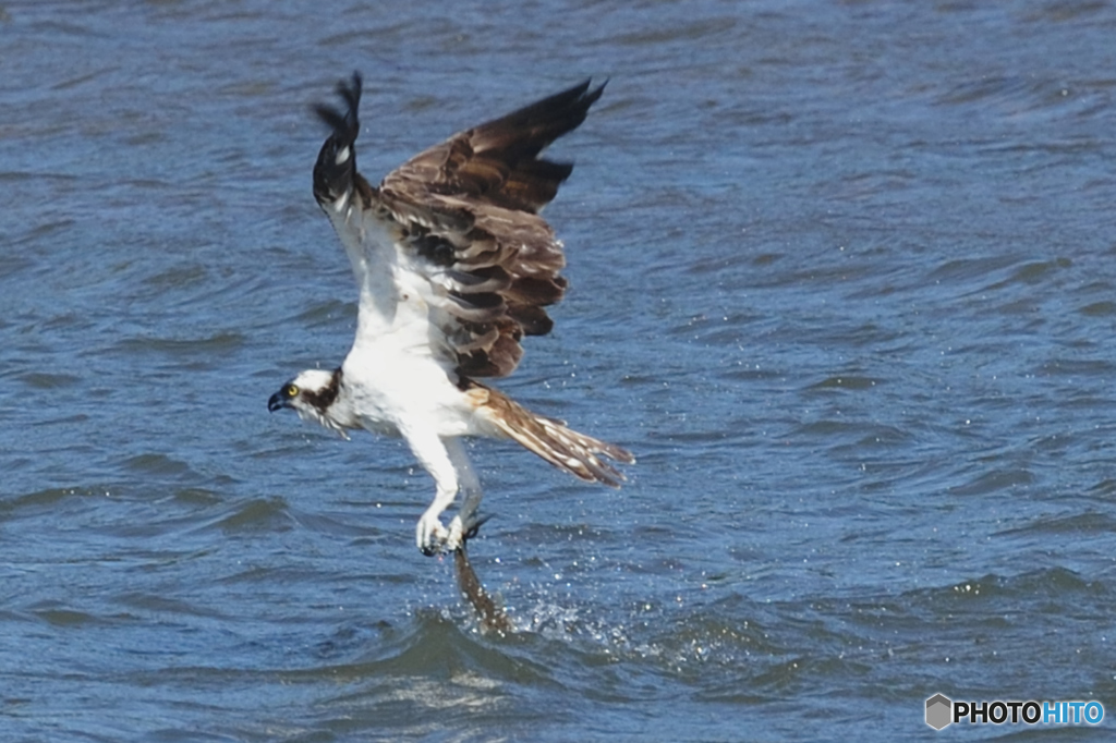 ミサゴ来る「刹那」