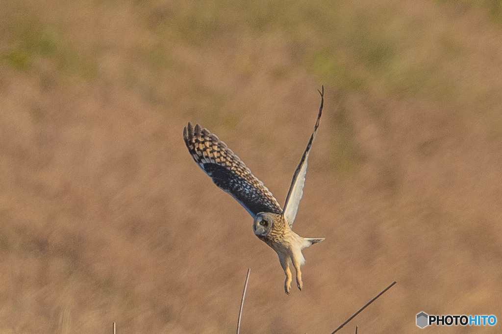 コミミズク悠々（５）