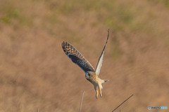 コミミズク悠々（５）