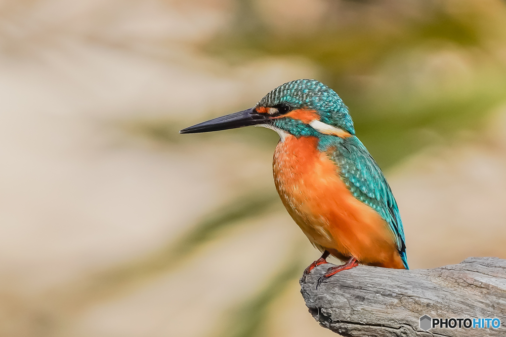 いつもの公園「カワセミ好日」（１）