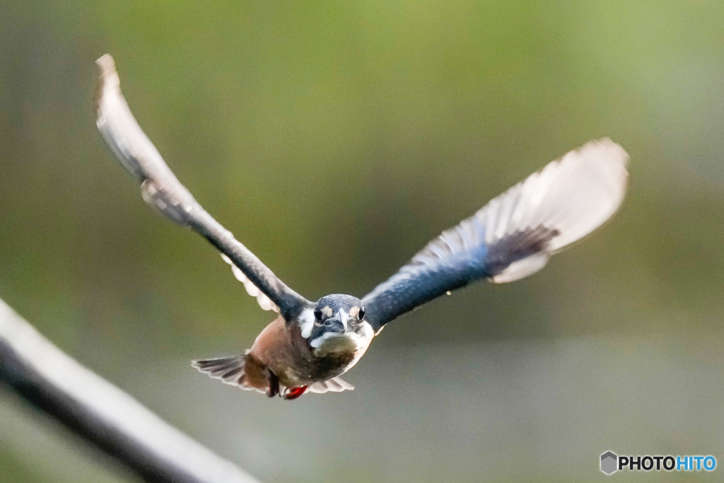 いつもの公園「早朝から」
