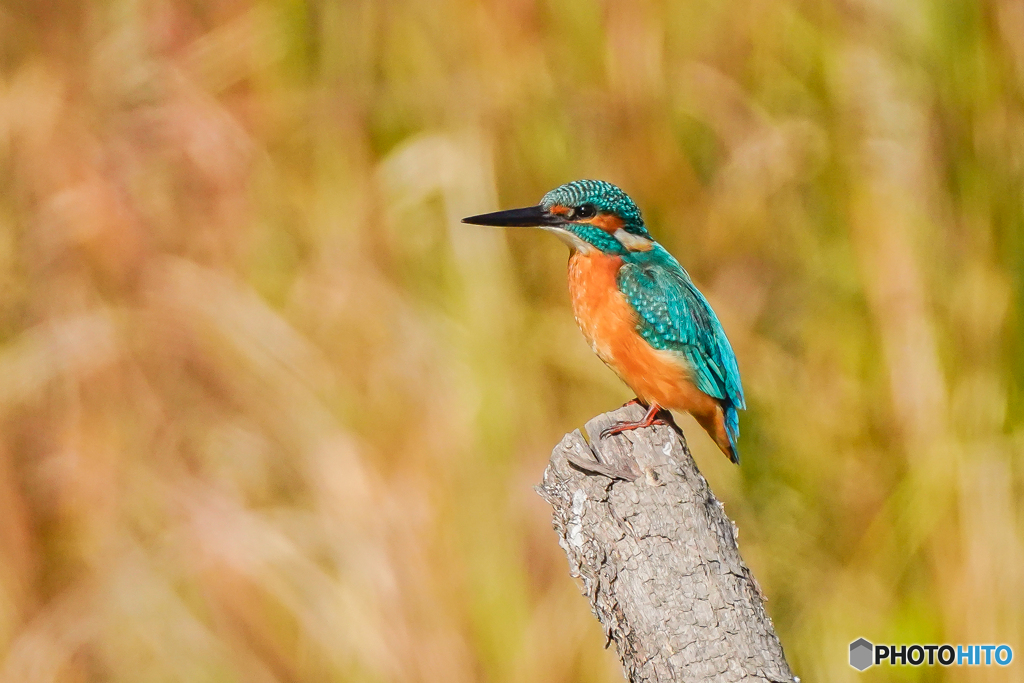 いつもの公園「温光」