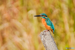 いつもの公園「温光」