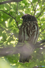 アオバズク緑陰（２）