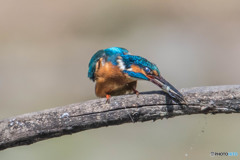 いつもの公園「ウキウキ、ホンワカ」（１）（カワセミ）