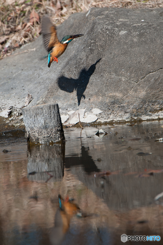 カワセミ飛行（２）