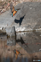 カワセミ飛行（２）