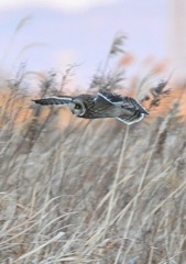 利根川堰堤「低空飛行」（コミミズク）