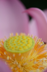蓮華芯　５－３　「緑芯」