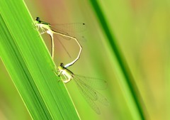 今日の昆虫 7-7「イトトンボ 今日の昆虫 7-7「イトトンボ