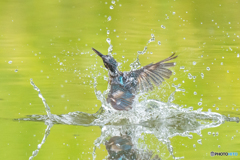 いつもの公園「水飾り」（１）