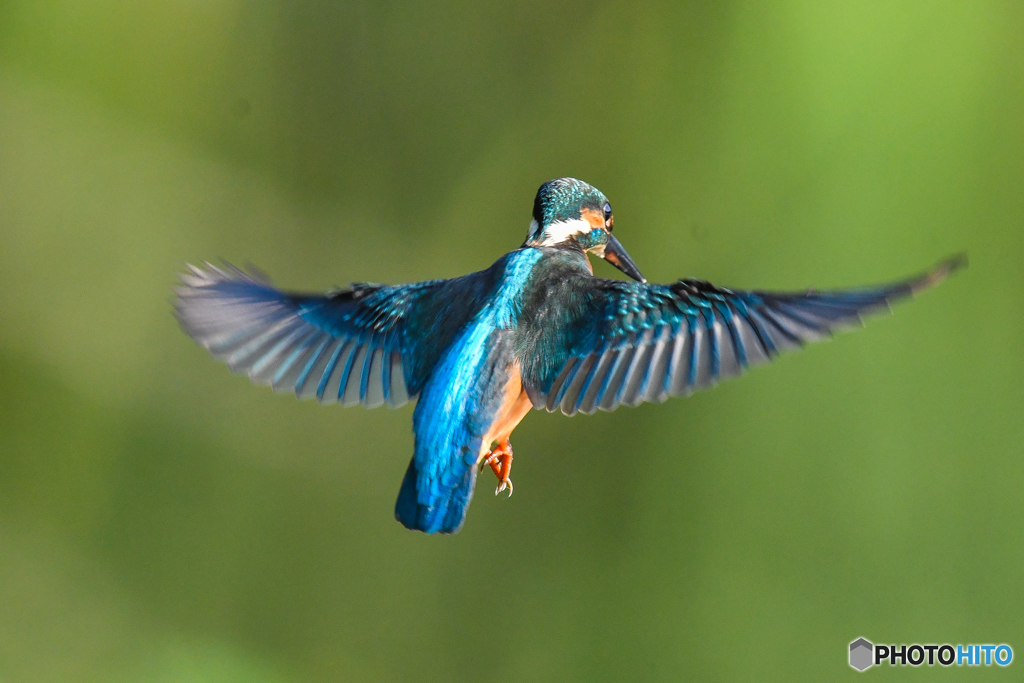 いつもの公園「カワセミ日記（４６）」