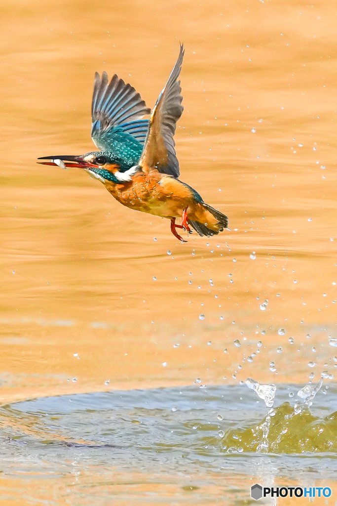 いつもの公園「魚運ぶ鳥」