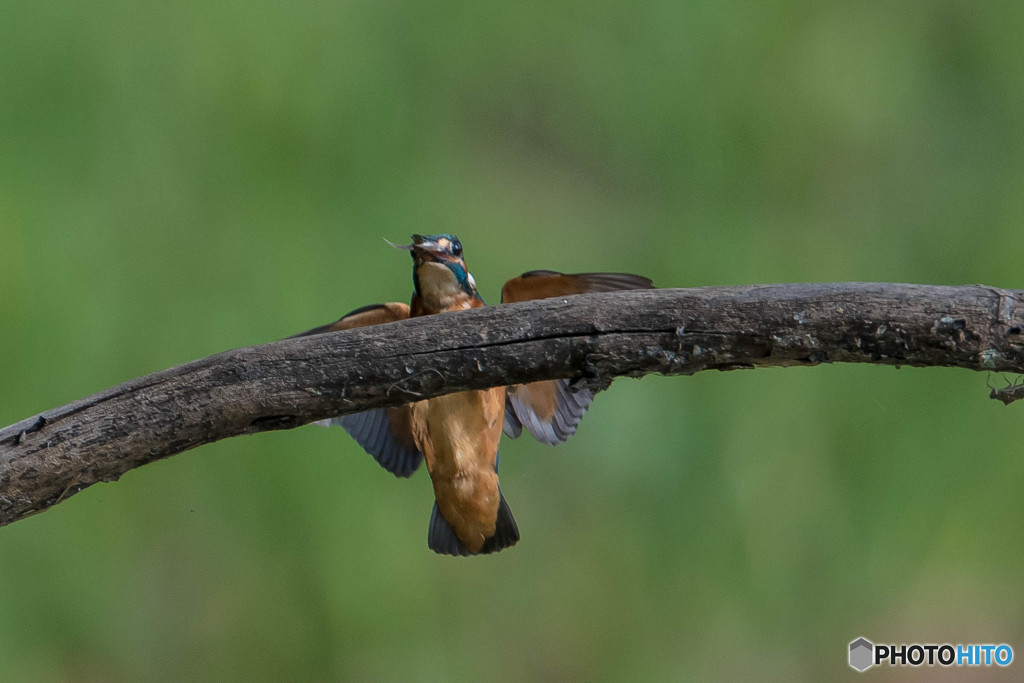 いつもの公園「なにか銜えています」（２）