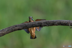 いつもの公園「なにか銜えています」（２）