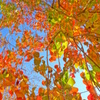錦秋色晴天　紅葉簾　４－１「降紅葉」