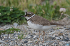 コチドリ可愛い（３）