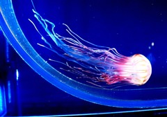 神秘なるクラゲ　５－５「陽炎なる動き」