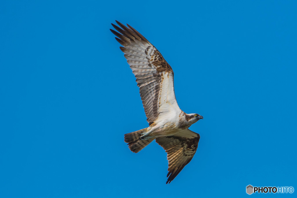 急接近、ミサゴフィールド（思川）（１）