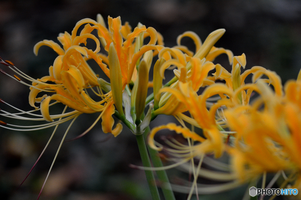 秋華（３）「黄花」