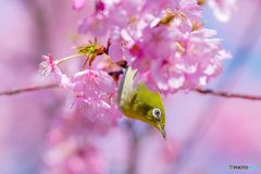 いつもの公園「花飾り」