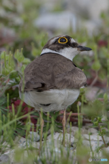 コチドリ可愛い（６）