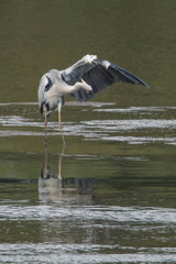 あおちゃん元気（２）