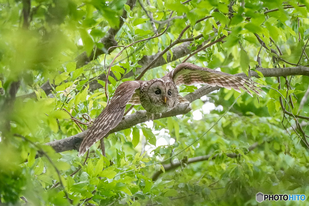 フライト（４）