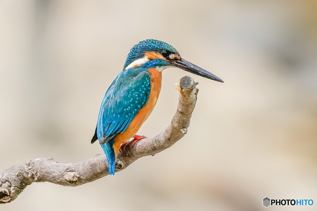 いつもの公園「寄せ」