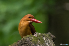 ブナ林にて「アカショウビン」