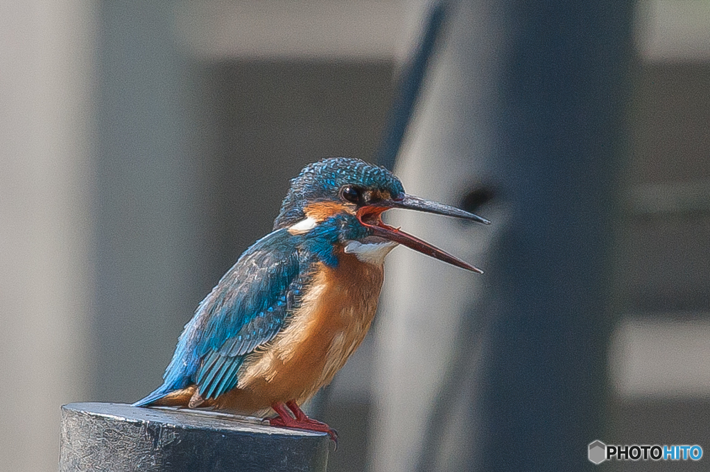 いつもの公園「カワセミ日和」（２）