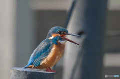 いつもの公園「カワセミ日和」（２）