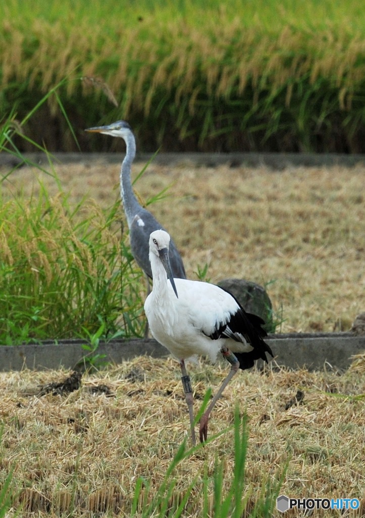 コウノトリ「餌探し」