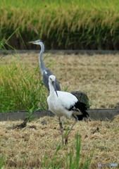 コウノトリ「餌探し」