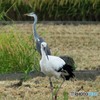 コウノトリ「餌探し」