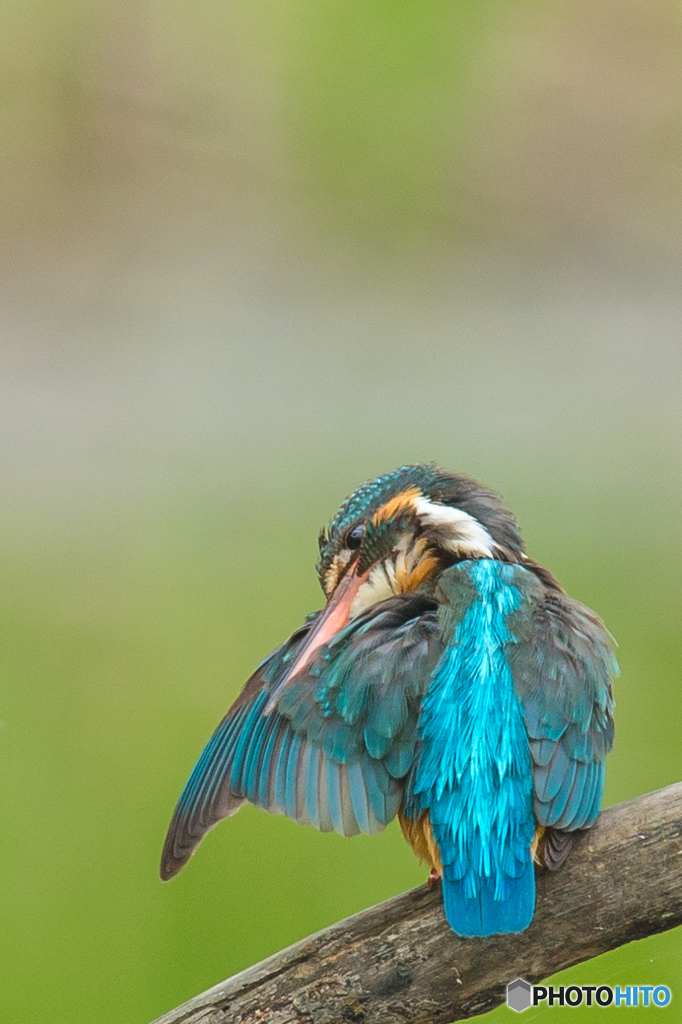 いつもの公園「カワセミ日記（２１）」