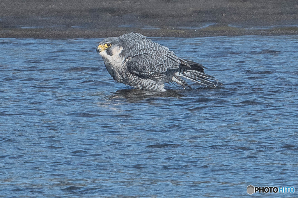 水浴ハヤブサ。