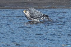 水浴ハヤブサ。