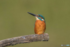 いつもの公園「カワセミ自慢」（３）
