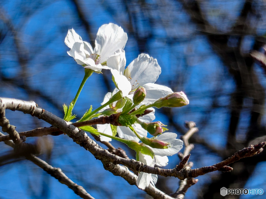 いつもの公園「桜咲く」