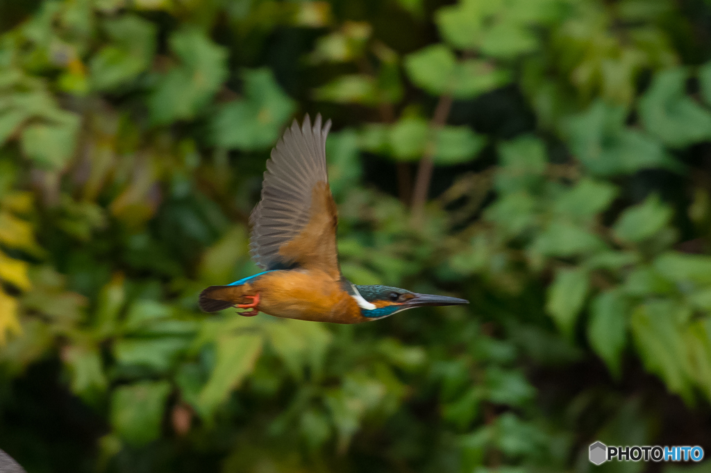 翡翠日和（１）