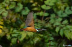 翡翠日和（１）