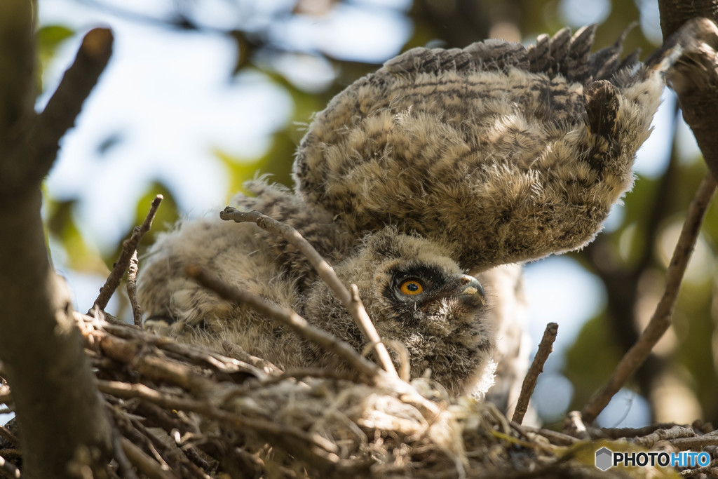 トラフズクにぎやか（11）