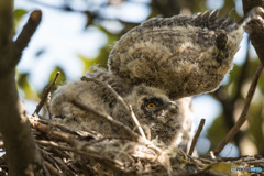 トラフズクにぎやか（11）