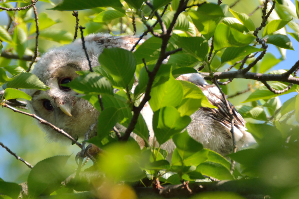 フクロウ（２）「森に隠れて」