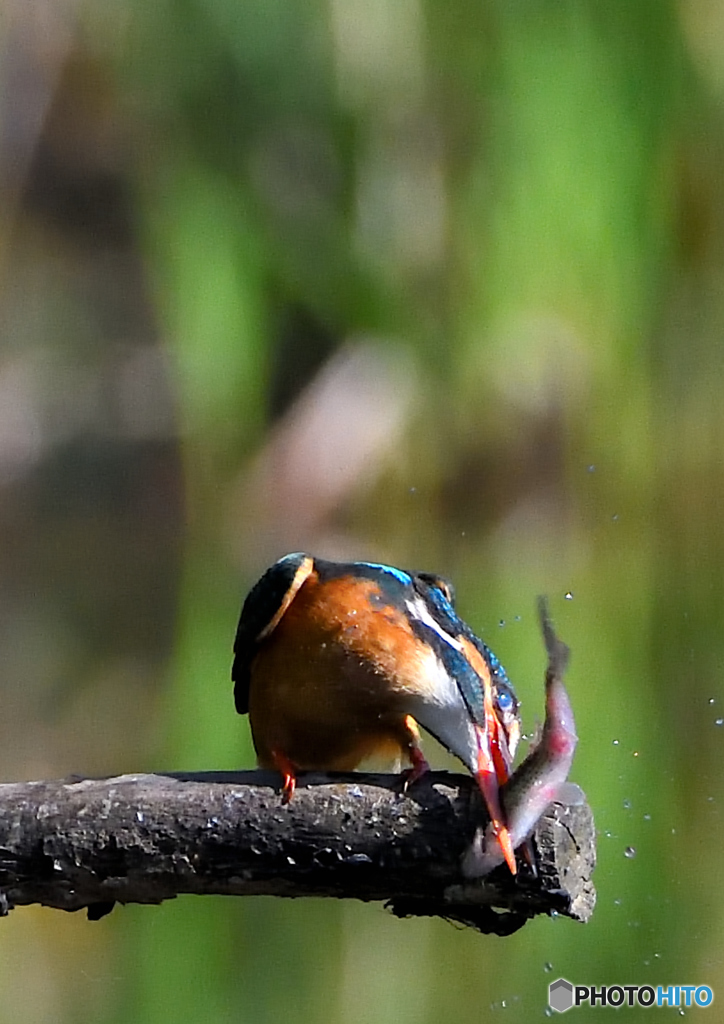 いつもの公園「カワセミ日記（３９）」