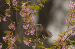 いつもの公園「サクラヒヨドリ」