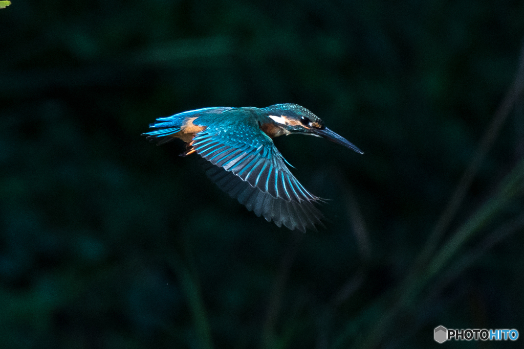 いつもの公園「翡翠色」（１）